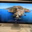 🎸 Apple 27-inch A1407 Thunderbolt Display 2560x1440 LCD IPS Monitor