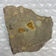 🔥 Sandstone Matrix Rock Specimen with Fossil Inclusions 440g Natural Slab