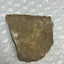 🔥 Sandstone Matrix Rock Specimen with Fossil Inclusions 440g Natural Slab