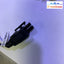 SonicWall SUNNY  SYS1544-2412-T3 12V 2A  AC Power Adapter  (2-pin)